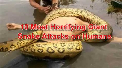 Giant Anaconda Attacks Human Real Biggest Anaconda Snake