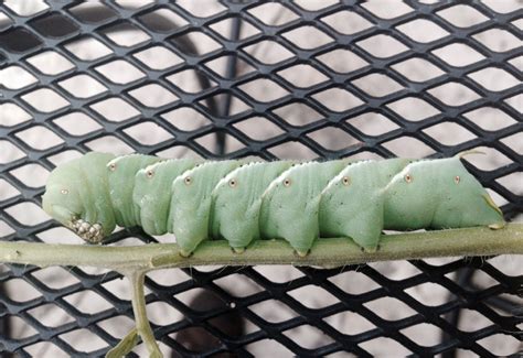 Tobacco Hornworm Whats That Bug