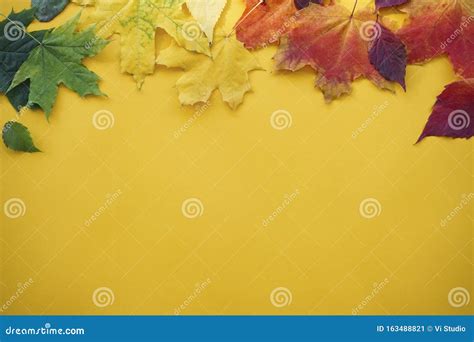 Autumn Colorful Leaves On A Yellow Background Stock Image Image Of