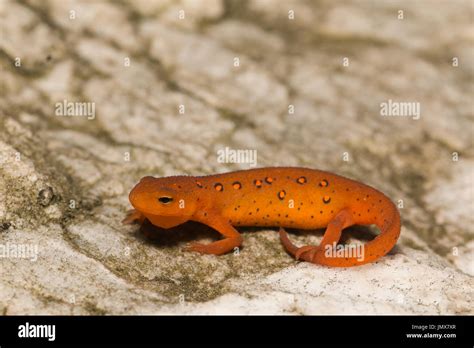 Eastern Newt Red Eft Stage Sitting On A Boulder Notopthalmus