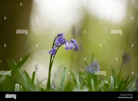 Bluebells In Spring Stock Photo Alamy