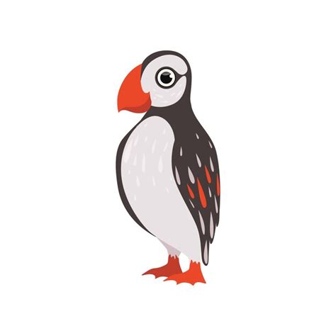 Premium Vector Colorful Beautiful Puffin Bird Vector Illustration