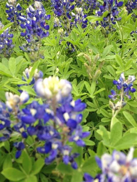 Bees, love, and flowers, brandenburg, kentucky. Bees love #Bluebonnets | Plants, Flowers