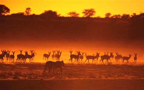 Animals Illuminated By Sunset Photo Gallery Karma Jello