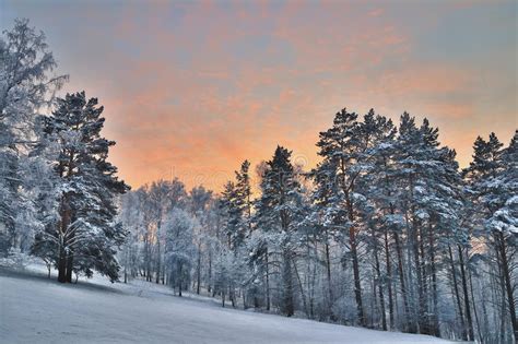 Beautiful Sunset In A Winter Fir Forest Stock Image