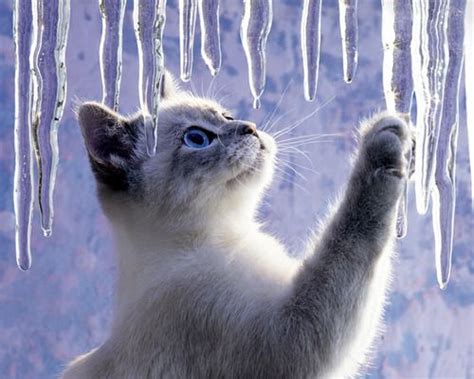 Pin By Mariasol Danziger On Let It Show Winter Cat Cute Animals Cats