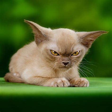 Hypoallergenic Cats 11 Adorable Breeds That Wont Make You Sneeze