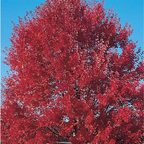 Shop 1366 Gallon Sun Valley Red Maple Shade Tree L2080 At