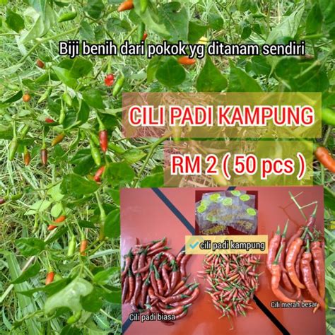 Di kebun pokleh, kami ada benih bara tp kami tak berpeluang nak semai. BIJI BENIH CILI PADI PEDAS CILI PADI KAMPUNG CILI PADI ...