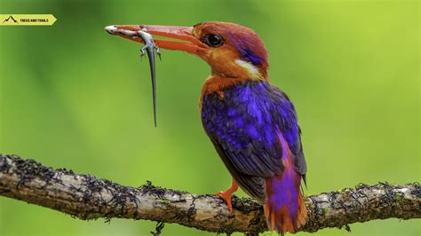 Kingfisher Of India Ten Types Of Kingfisher Birds Treks And Trails