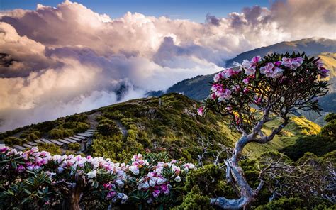 Download Wallpapers Mountain Flowers Rhododendrons