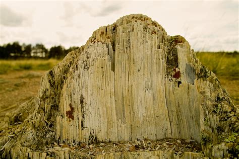 Giant Petrified Wood Stump Elbert County Forum