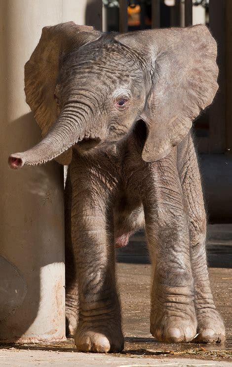 Brand New Elephant Calf Born At San Diego Zoo Zooborns