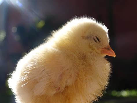 Chick Livestock Young · Free Photo On Pixabay