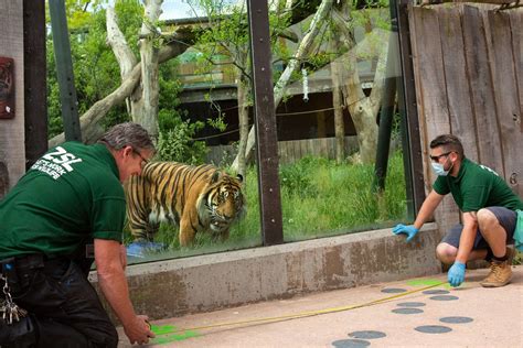 Zoos Prepare To Reopen To Visitors In Latest Lockdown Easing