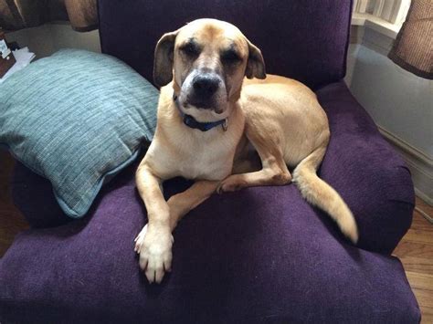 Customs and border protection to allocate inspection resources to more questionable cargo. Dog Shot Over 50 Times With BB Gun Proves Just How ...