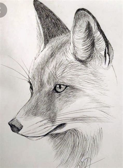 Pencil Drawing Ideas Animals