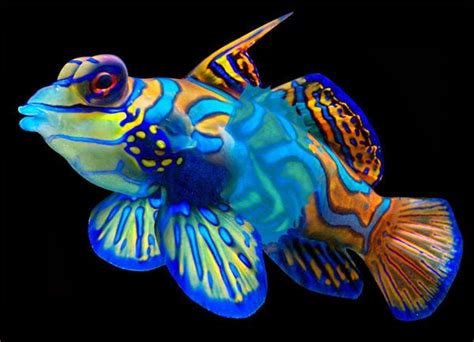 Amazing Color The Mandarin Fish