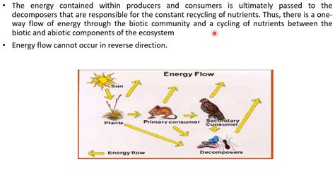 Producers Consumers And Decomposers Energy Flow In The Ecosystem Youtube