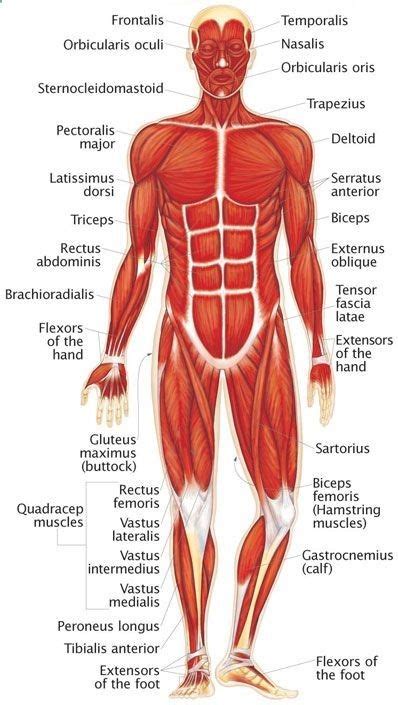 The Human Muscular System Dibujos Sistema Muscular Humano Anatomía