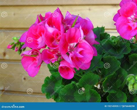 Blooming Geranium Big Pink Pelargonium And Flower Buds Indoor Garden