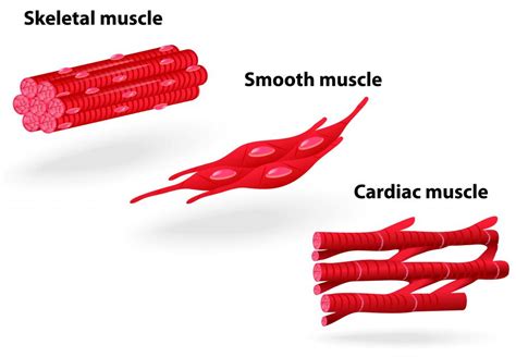 What Is A Smooth Muscle Contraction With Pictures