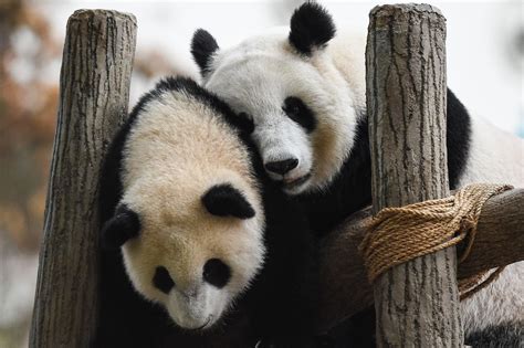 Malaysias Famous Pandas Just Had A Birthday Party And It Was So Cute