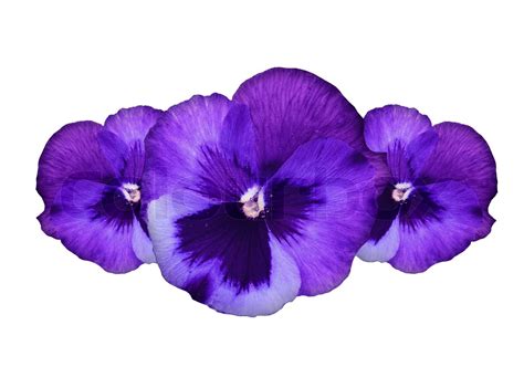 Purple Pansy Flowers Stock Image Colourbox