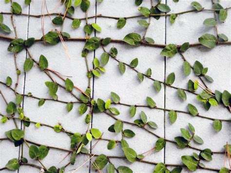 Vines On Fence Background Free Stock Photo Public Domain Pictures