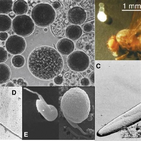 What distinguishes a eukaryotic cell from aprokaryotic cell is the presence of. Sam MOORHOUSE | Master of Earth Sciences | Principal ...