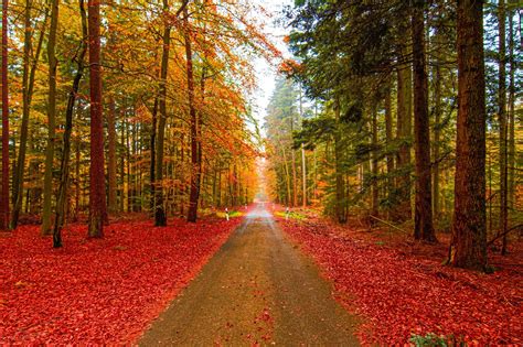 The Autumn Path Beautiful Landscapes Paths Places To Visit