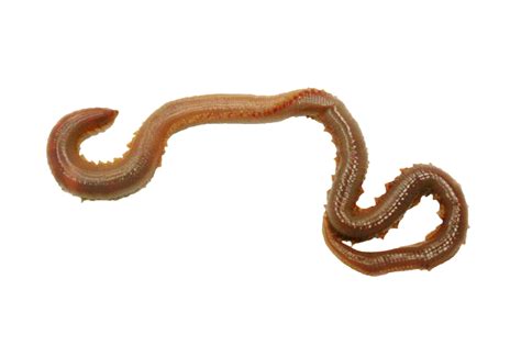 Earthworm Worm Png Transparent Image Download Size 2780x1908px
