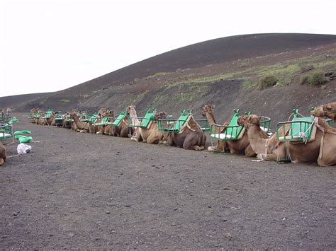 La Experiencia De Pasear En Camello En Tenerife Viajes Carrefour