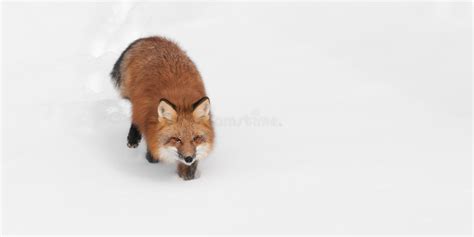 Red Fox Vulpes Vulpes Trots Through Snow Copy Space Left Stock Photo