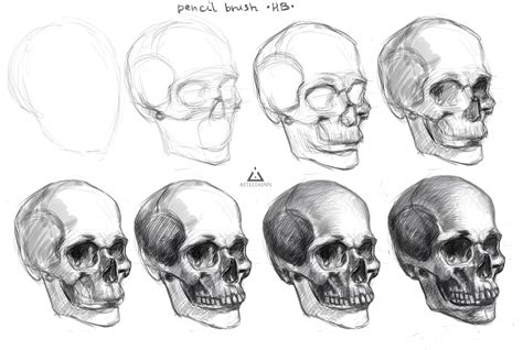 Картинки череп карандашом Рисунки черепа для срисовки карандашом