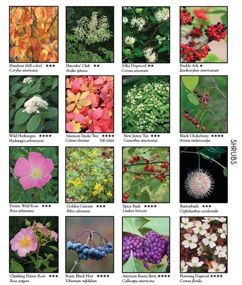 Shrubs Plants With Names Garden Plant