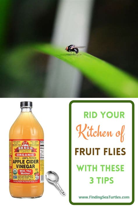 How To Get Rid Of Fruit Flies