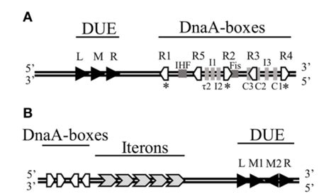 figure 1 from replisome assembly at bacterial chromosomes and iteron plasmids semantic scholar