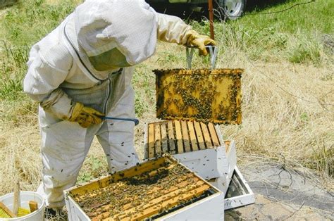 Honey Beekeeping In 2020 Bee Keeping Learning Photo