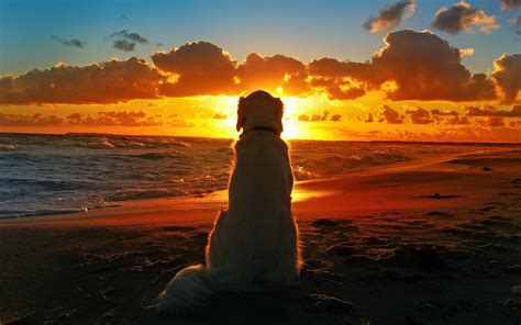 Make social videos in an instant: dog sunset beach waves clouds depth of field Wallpapers HD ...