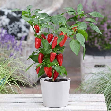 Pillar™ Peppers Sweet Red F1 Pure Line Seeds