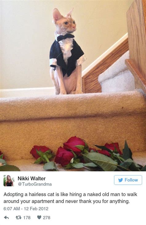 15 Funny Tweets About Cats