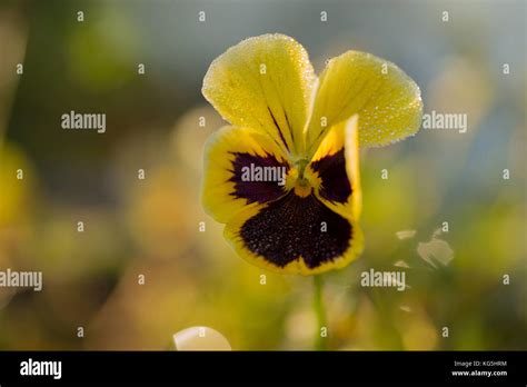 Drops Of Morning Dew On Petal Of Pansy Flower Colorful Background