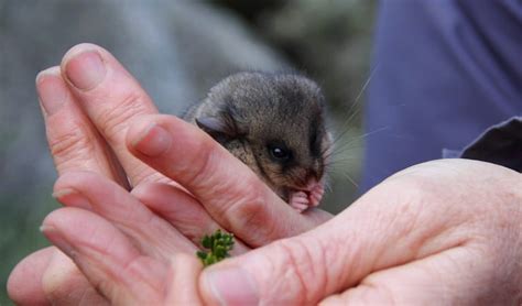 Conservation Mountain Pygmy Possum Project Nsw National Parks
