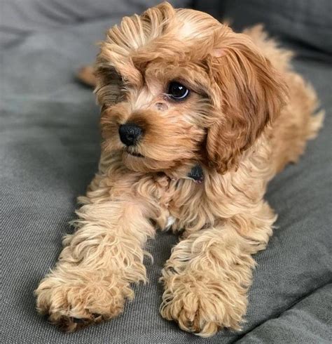 Cavapoo Puppies Information Characteristics Facts Videos Cavapoo