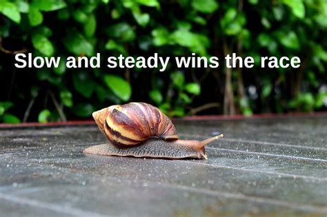 Slow And Steady Wins The Race In Other Languages Nuts