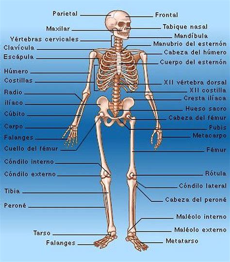 Sistema Óseo Ciencias Naturales