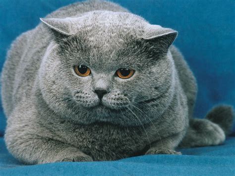 Grey Fat Cat Funny Cats Pictures Cats Pinterest Fat Cats Funny