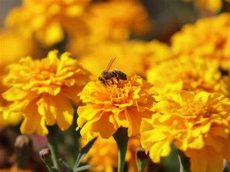 Natural soil amending using cover crops and green manures. Marigolds (Tagetes): Types, How To Grow and Care for ...