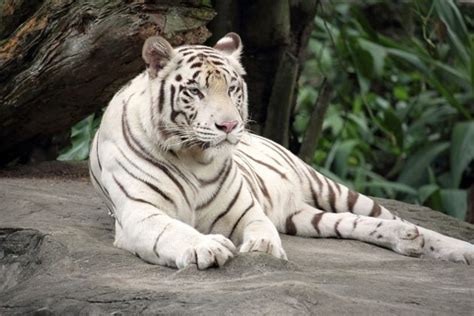 What Are Some Interesting Facts About White Tigers Joy Of Animals